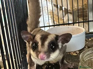 Sugar Glider rodents Sugar gliders l - Advert 1