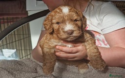 Cockapoo dogs for sale: red sable merle boy left 💜 - Image 20