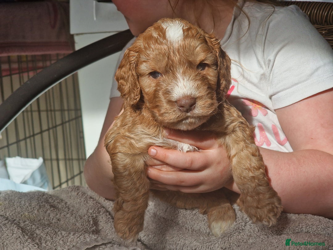 Cockapoo dogs for sale: red sable merle boy left 💜 - Image 20