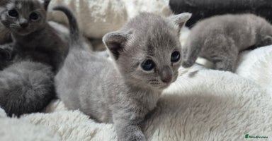 Russian Blue cats - Advert 6