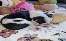 Mixed Breed dogs for sale: Chunky border collie cross puppies - Image 15