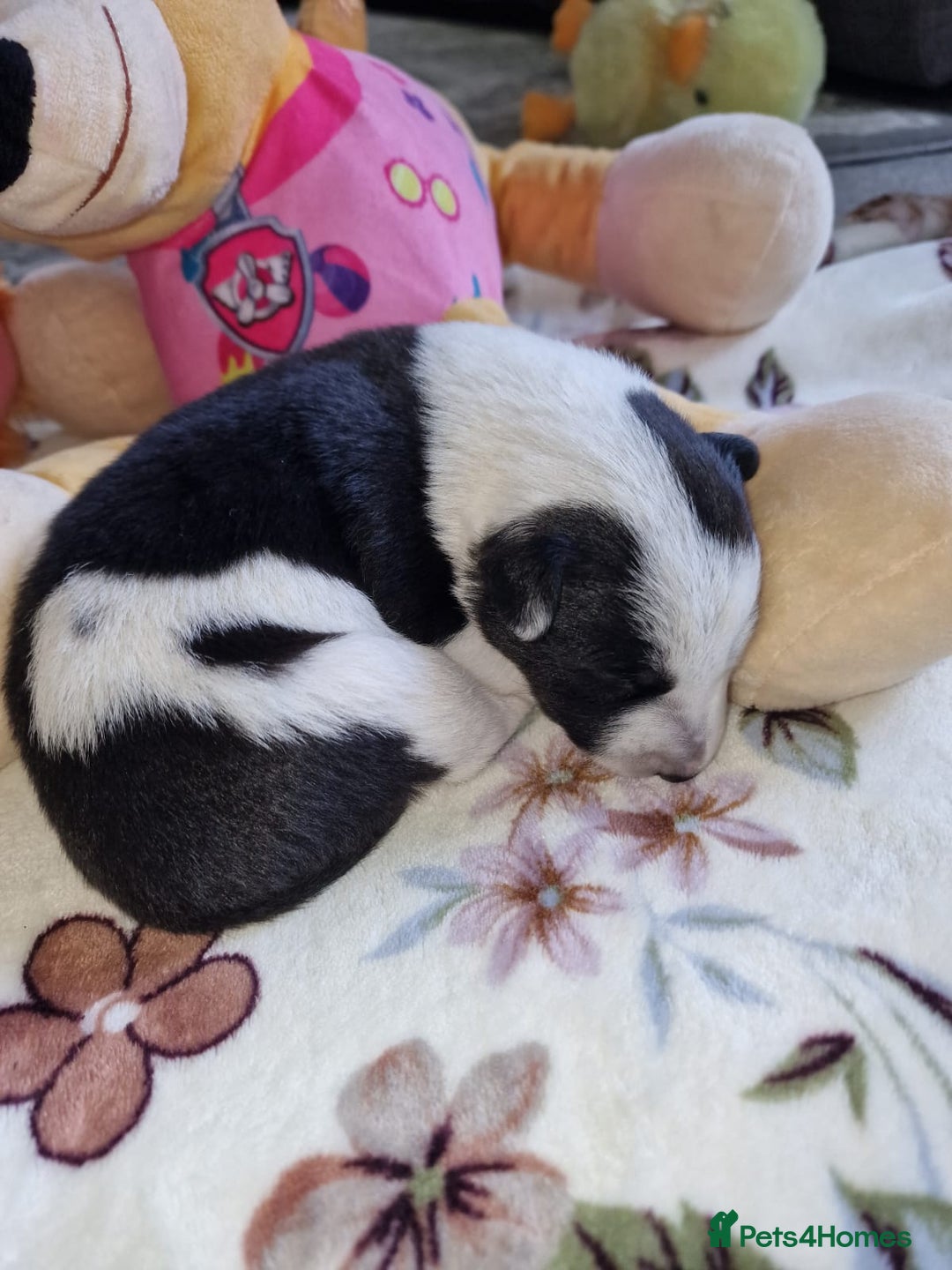 Mixed Breed dogs for sale: Chunky border collie cross puppies - Image 15