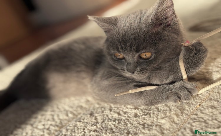 British Shorthair cats - Advert 13