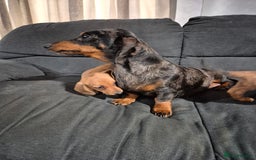 Miniature Dachshund dogs for sale: Miniature Dachshund Puppies  - Image 7