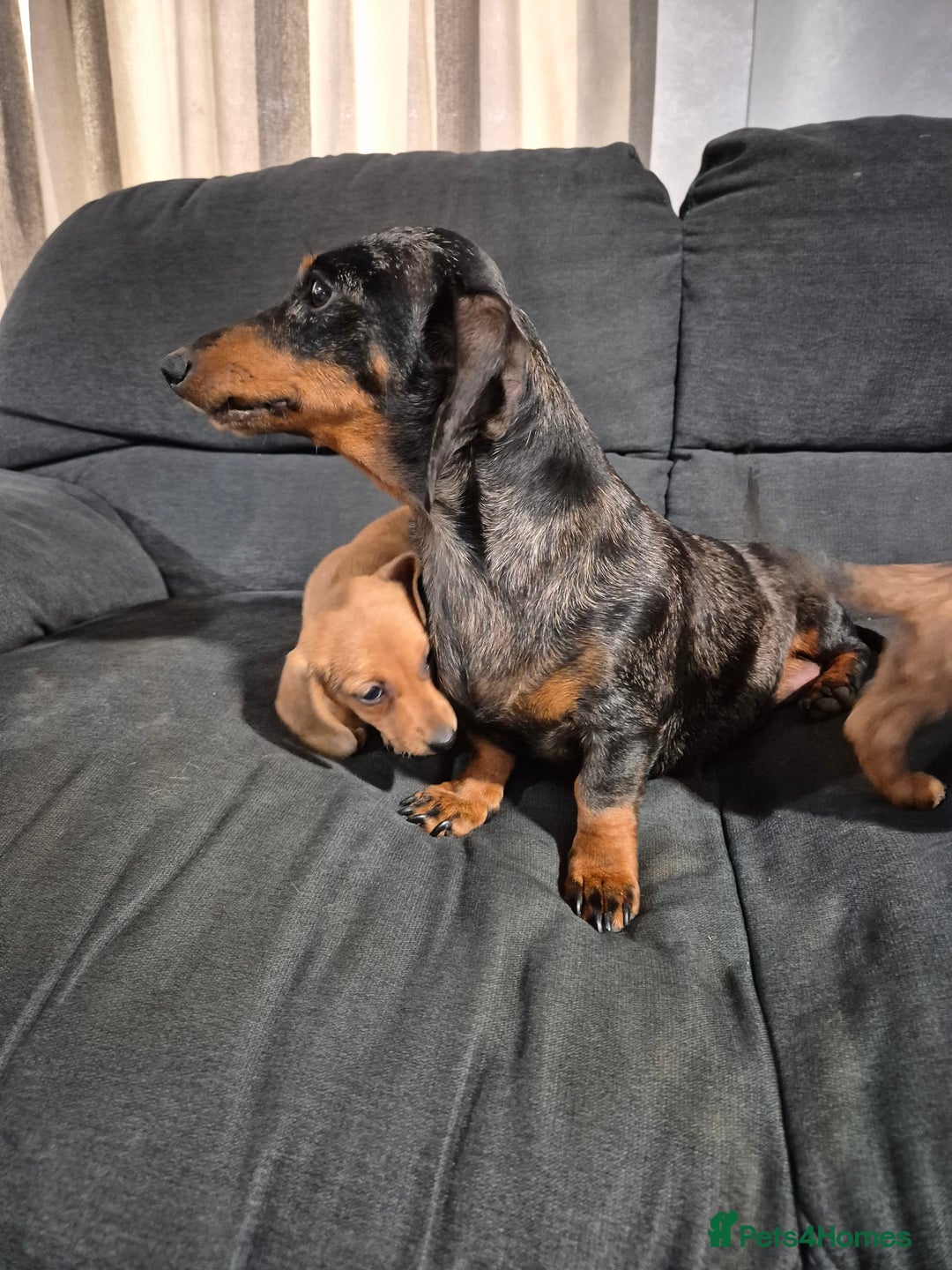 Miniature Dachshund dogs for sale: Miniature Dachshund Puppies  - Image 7
