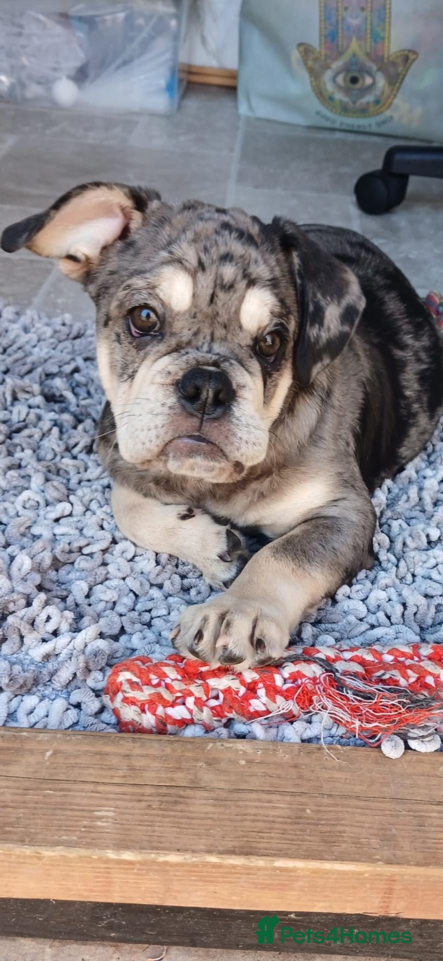 English Bulldog dogs Litter of Exotic English Bulldogs - Advert 10
