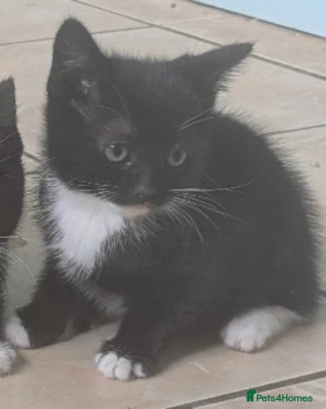 Mixed Breed cats for sale: Beautiful baby kitten's  - Advert 4