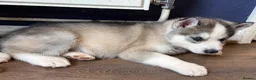 Siberian Husky dogs for sale: Siberian Husky boy  - Advert 4