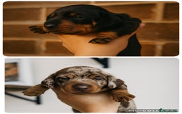 Miniature Dachshund dogs for sale: Miniature dachshund  - Image 3
