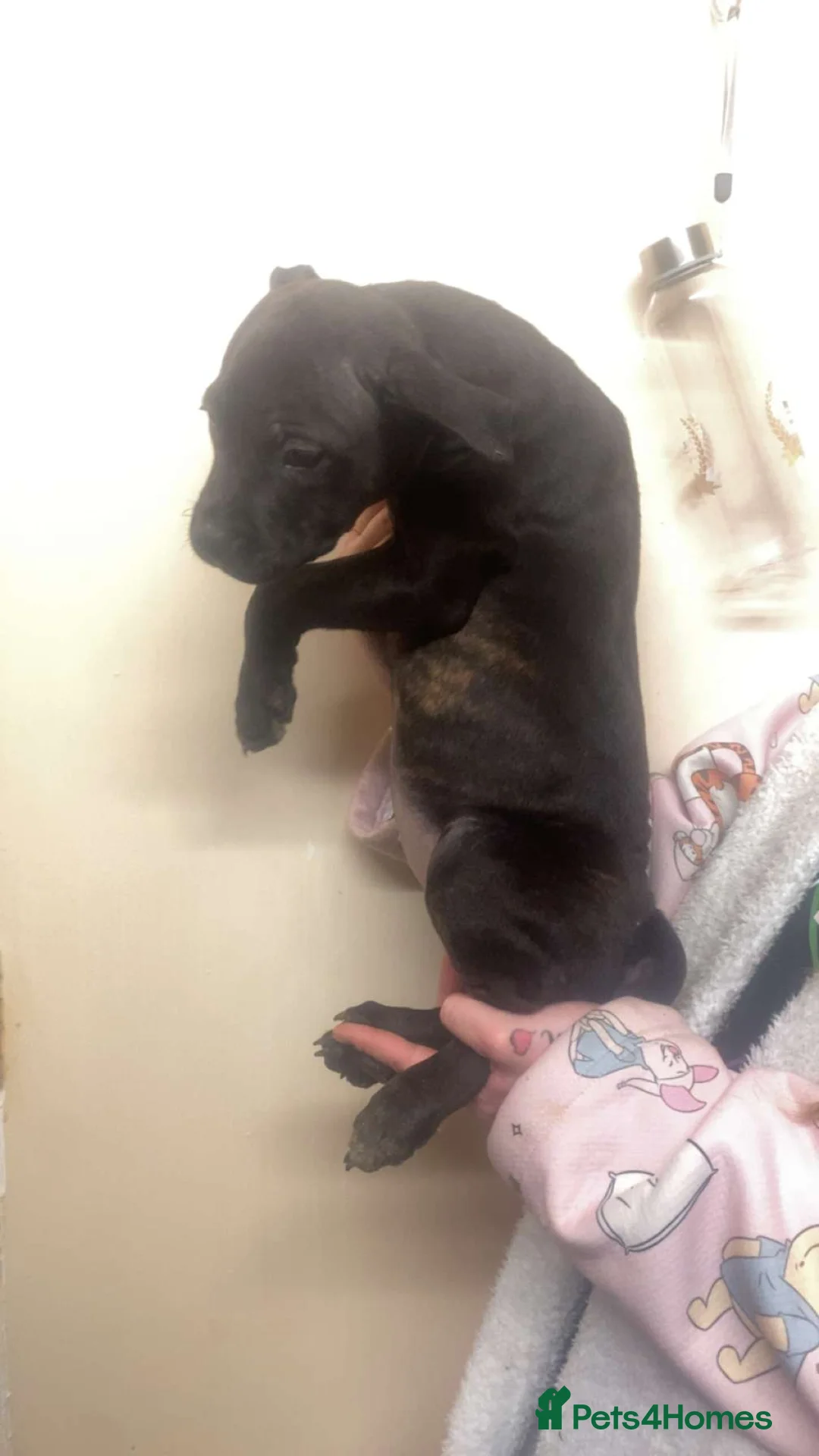 Staffordshire Bull Terrier dogs for sale: Beautiful Staffies pups  - Advert 17