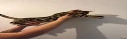 Bengal cats for sale: Bengal kittens - Advert 8