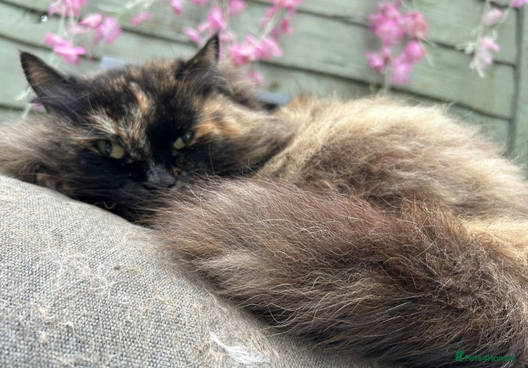 Siberian cats for sale: Siberian Adults for new Homes - Advert 3