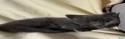 Russian Blue cats for sale: X2 purebred Russian Blue kittens - Ready to leave - Advert 5