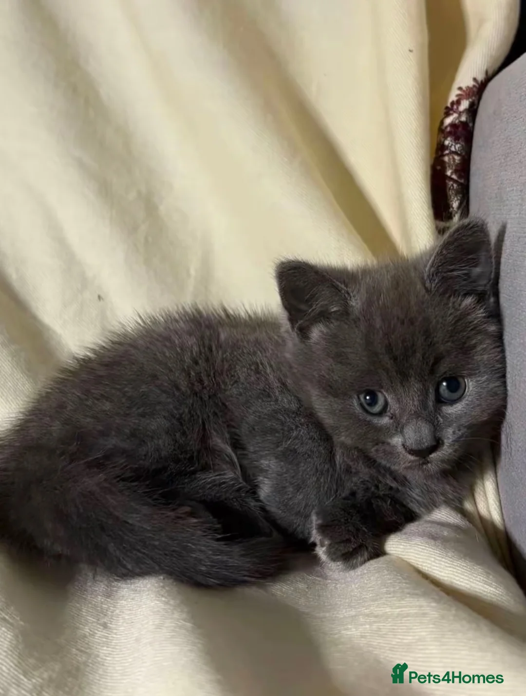 Russian Blue cats for sale: Last Russian Blue kitten - Ready to leave - Advert 2