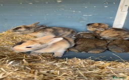 Harlequin rabbits for sale: Harlequin Baby rabbits for sale   - Image 1