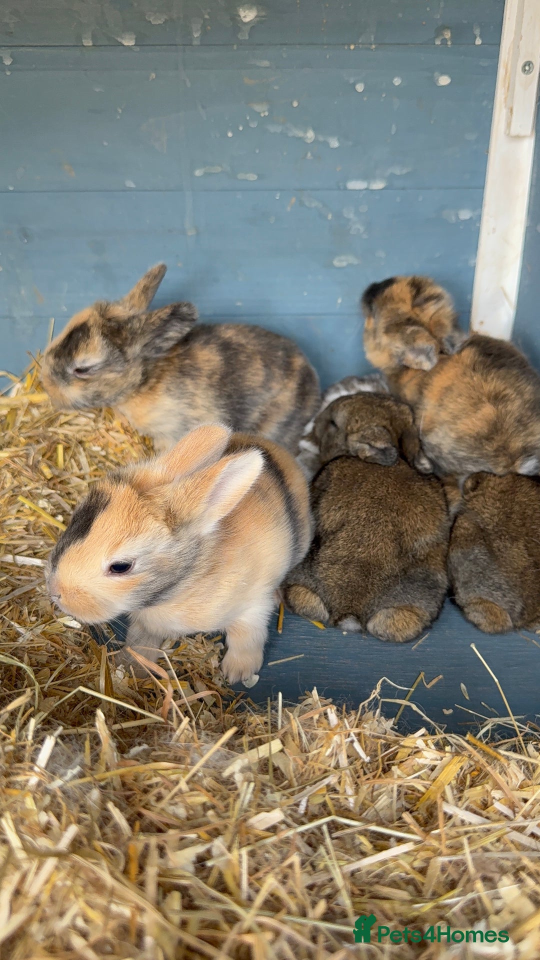 Harlequin rabbits for sale: Harlequin Baby rabbits for sale   - Image 1