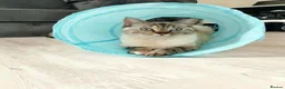 Scottish Fold cats for sale: Adorable scottish fold kittens  - Advert 15