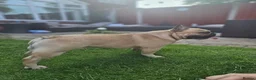 French Bulldog dogs for sale: TOP QUALITY KC REG FRENCH BULLDOG PUPPIES(HEALTHT) - Advert 9