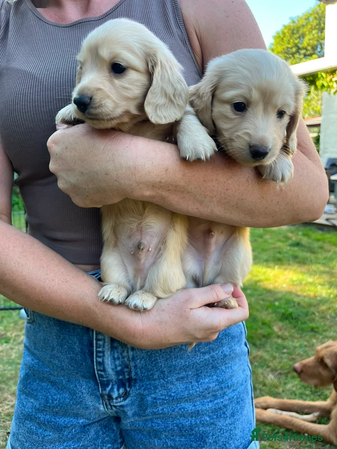 Miniature Dachshund dogs for sale: Beautiful Cream miniature Dachshund   - Advert 7