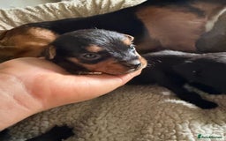 Patterjack dogs for sale: 🐾 🐶 Gorgeous patterjack puppies 🐶 🐾 - Image 6