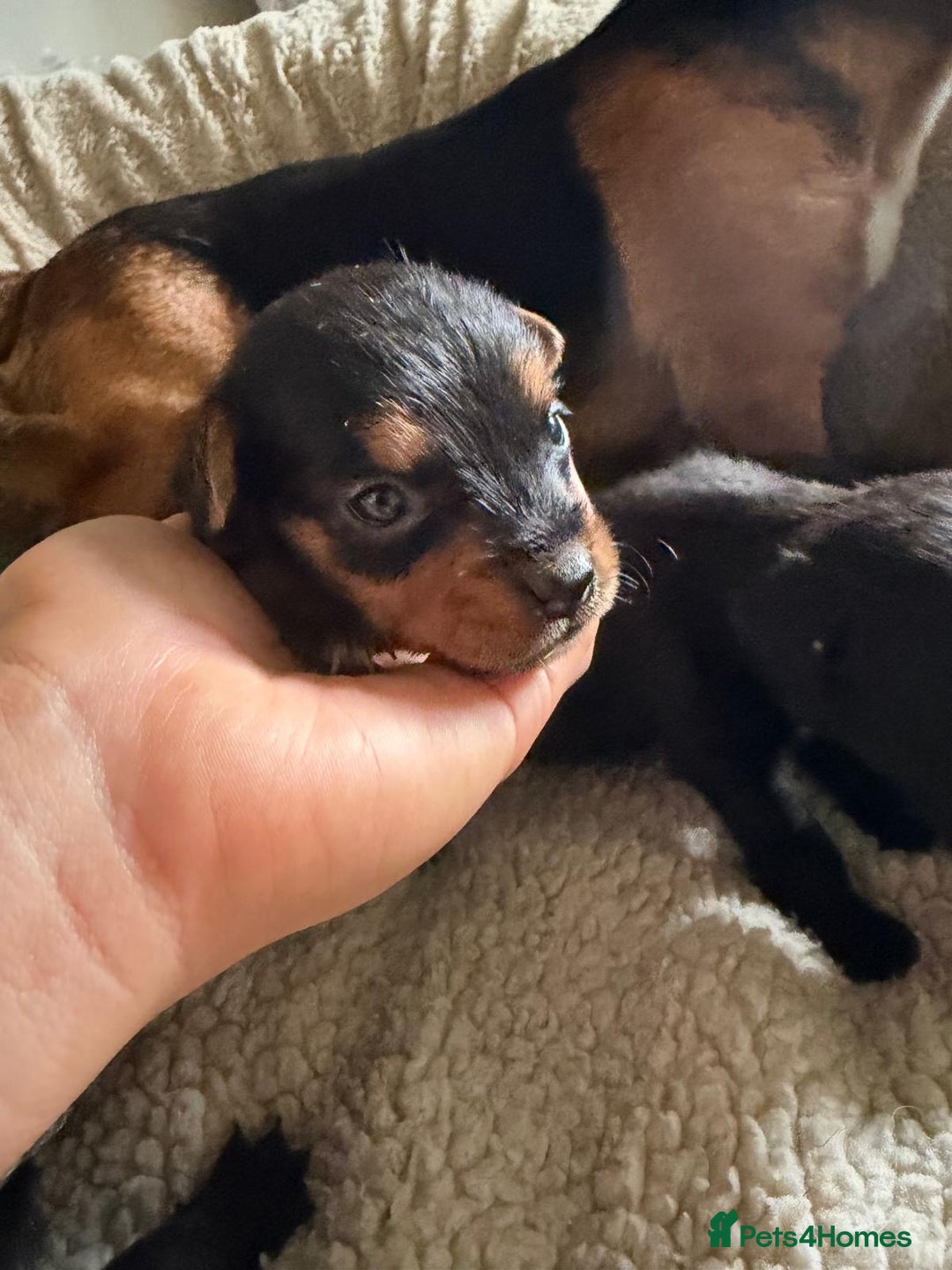 Patterjack dogs for sale: 🐾 🐶 Gorgeous patterjack puppies 🐶 🐾 - Image 6