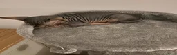 Sphynx cats for sale: Kitten - Advert 21