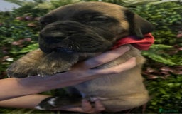Great Dane dogs for sale: Fawn black mask - Image 6