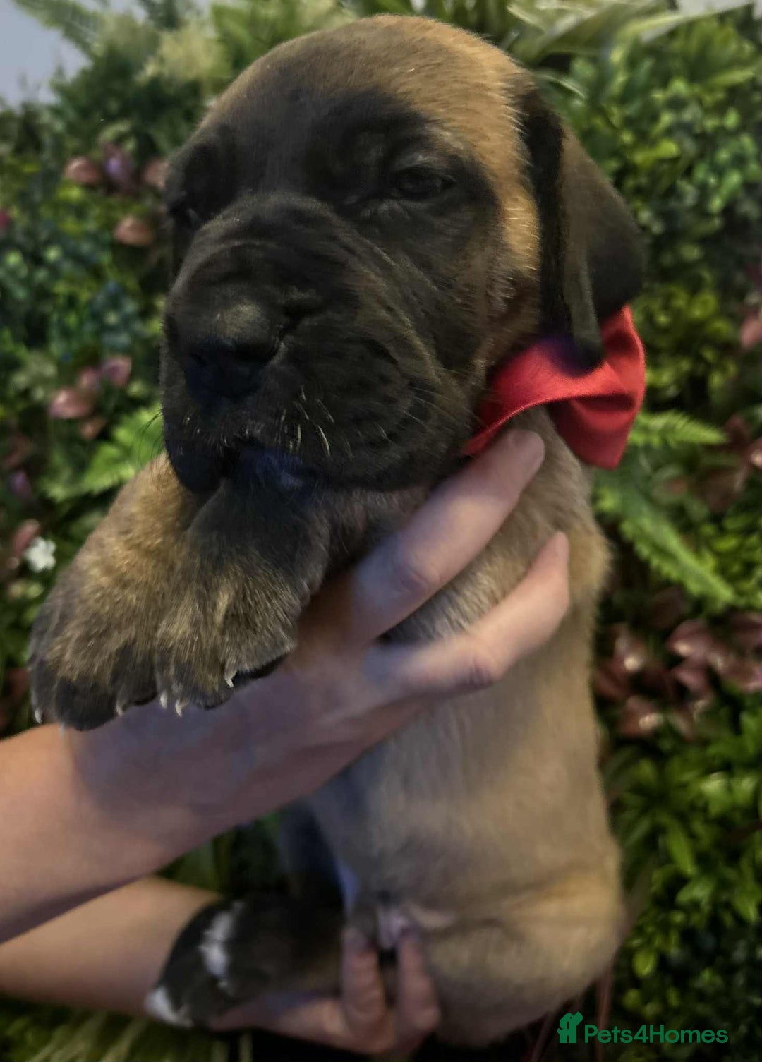 Great Dane dogs for sale: Fawn black mask - Image 6