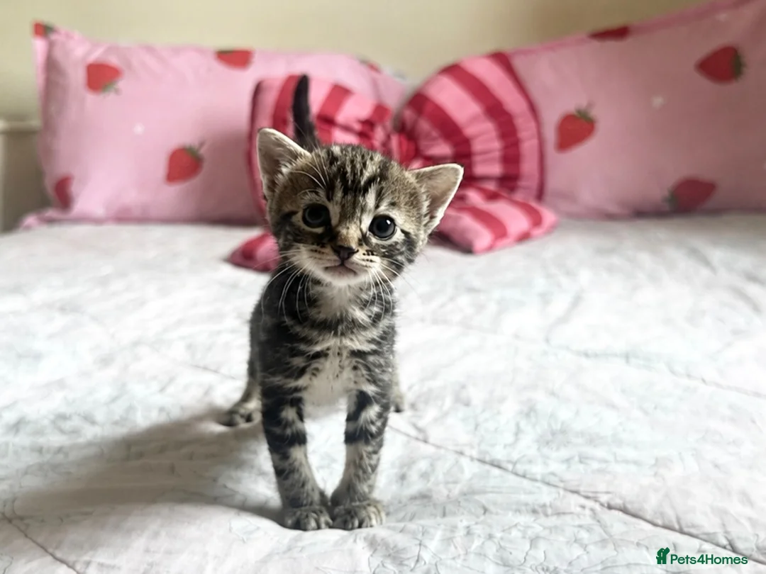 Mixed Breed cats for sale: Tabby kittens 2 girls - Advert 1