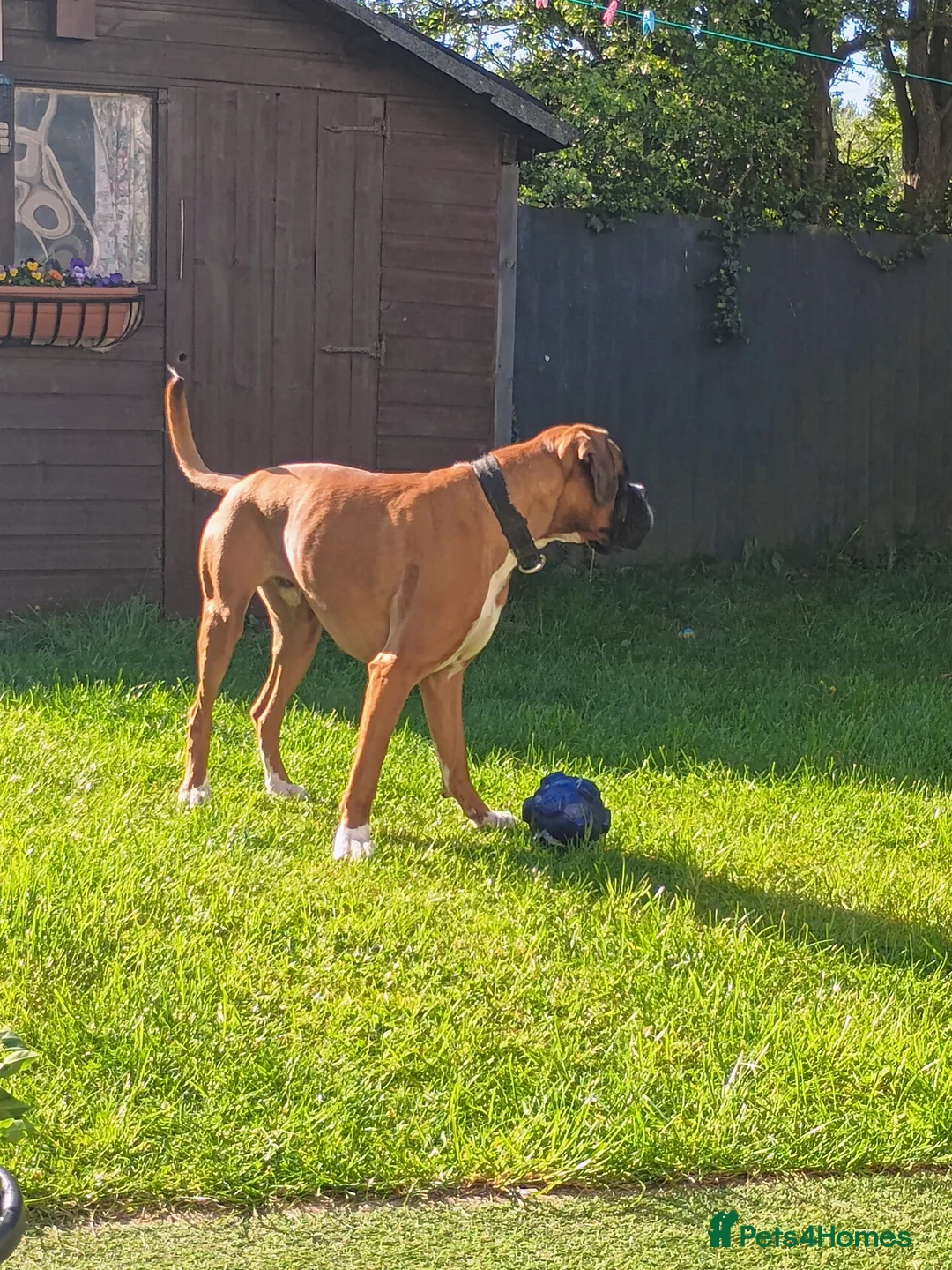 Boxer dogs for sale: Gorge the boxer in Carlisle - Advert 2
