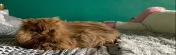 British Longhair cats for sale: British long hair adults  - Advert 5