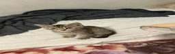Bengal cats for sale: Beautiful mixed bengal kitten  in Dagenham - Advert 7