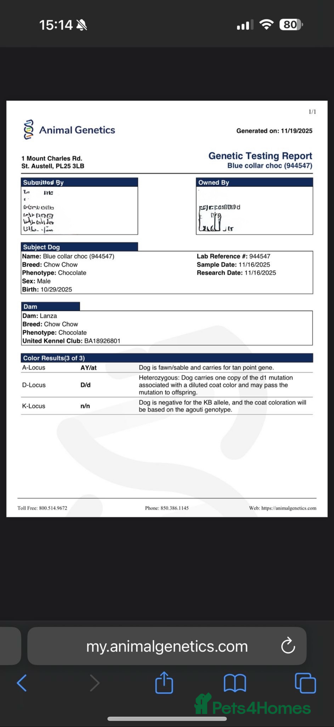 Chow Chow dogs for sale: Beautiful chow litter KC registered 🧬💜🍫 - Advert 8