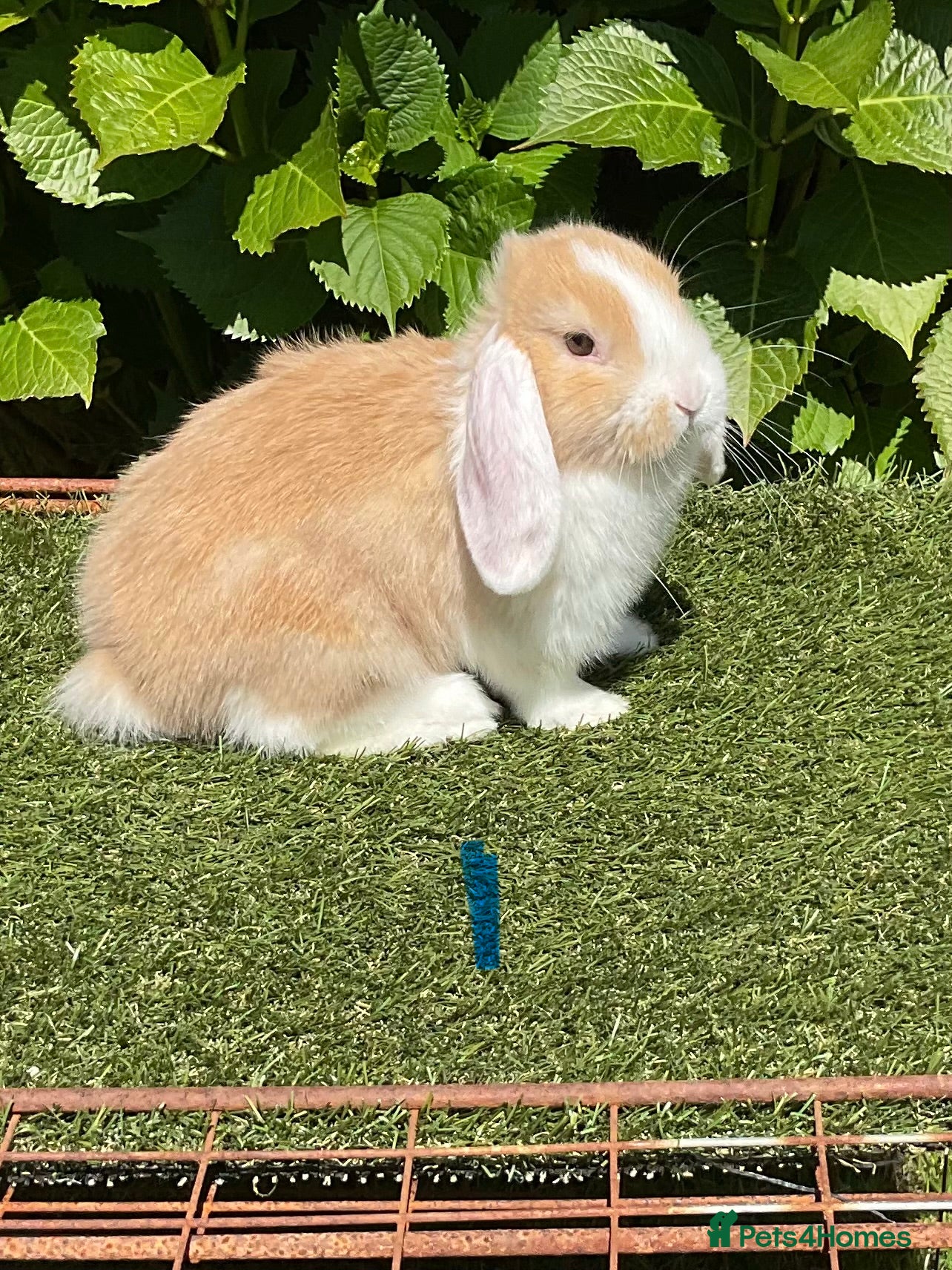 Mini Lop rabbits Pure bred mini lop baby  .  - Advert 1