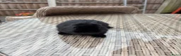 Netherland Dwarf rabbits for sale: Netherland Dwarf baby’s  in Leyland - Advert 2