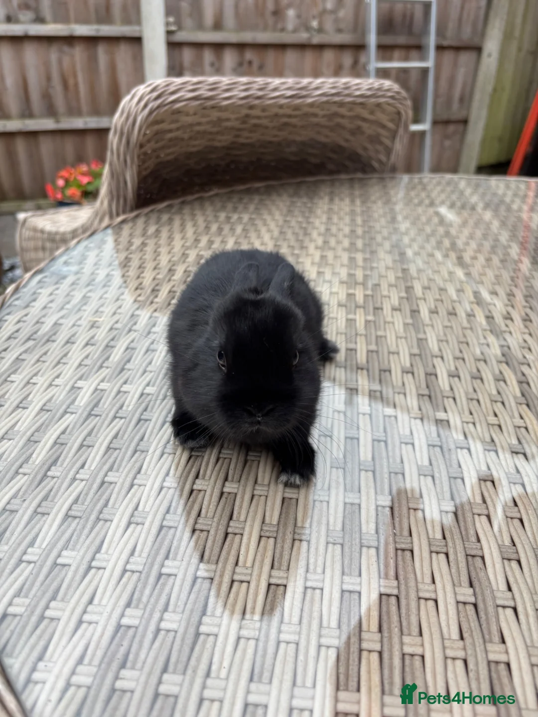 Netherland Dwarf rabbits for sale: Netherland Dwarf baby’s  in Leyland - Advert 2