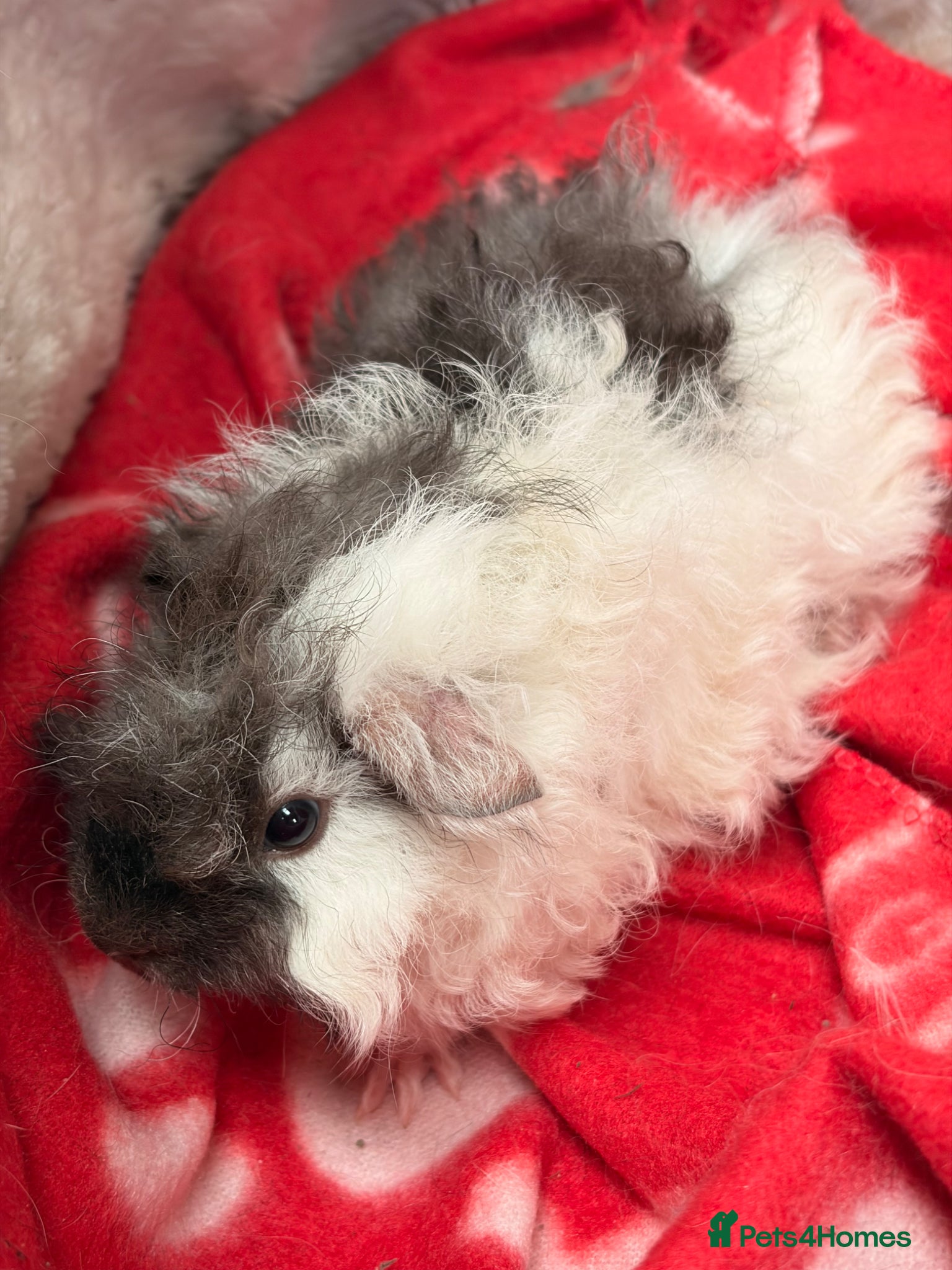 Guinea Pig rodents for sale: BEAUTIFUL BABY BOY GUINEA PIGS - Advert 12