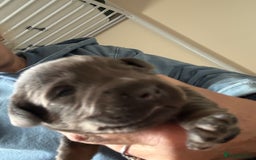 Mixed Breed dogs for sale: French bulldog x daschund - Image 29