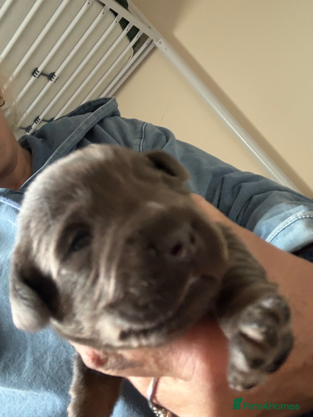 Mixed Breed dogs for sale: French bulldog x daschund - Image 29