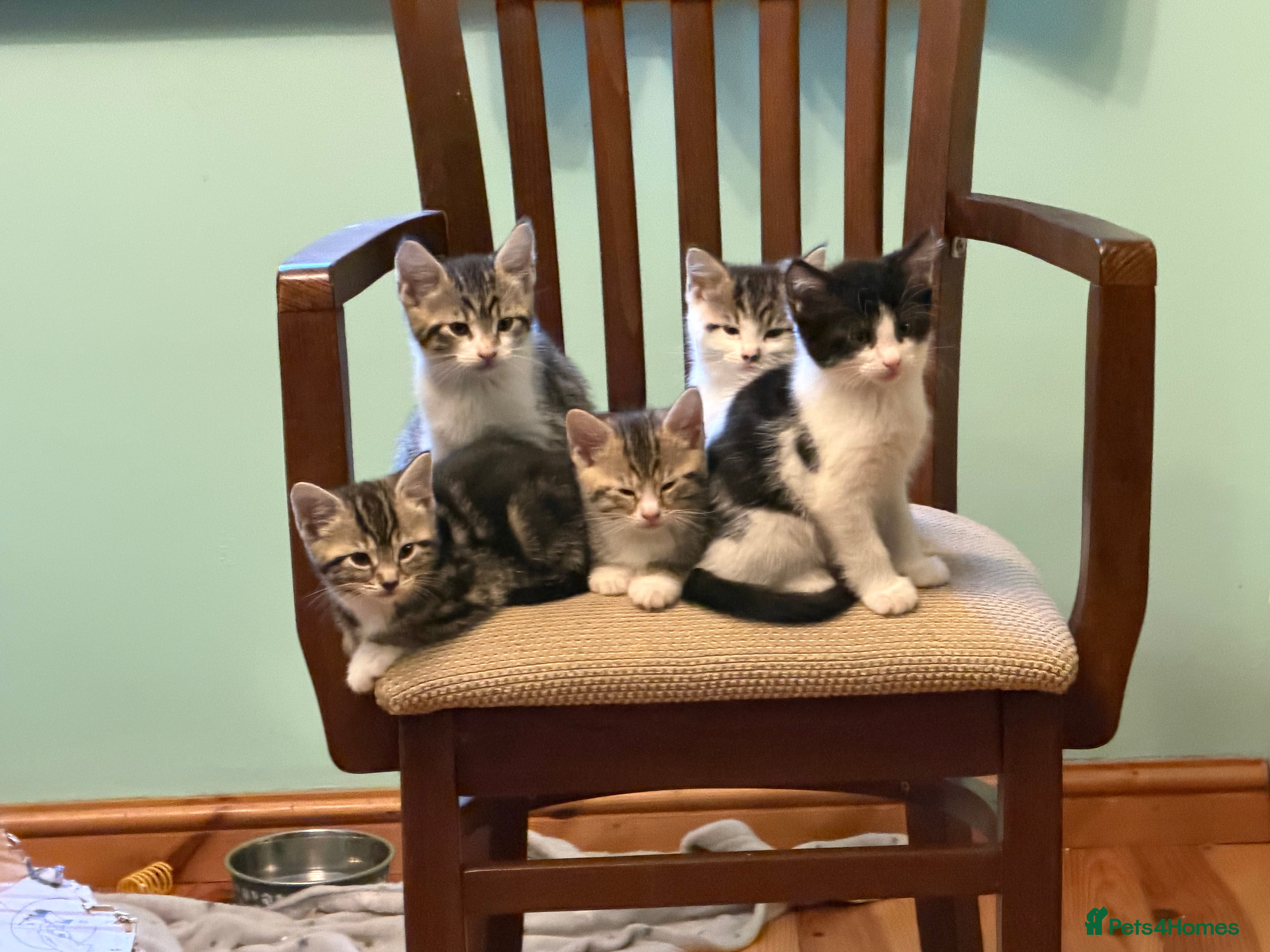 British Shorthair cats Kittens for sale  - Advert 2