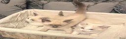Ragdoll cats for sale: RAGDOLL X SNOWSHOE BABIES - Advert 2