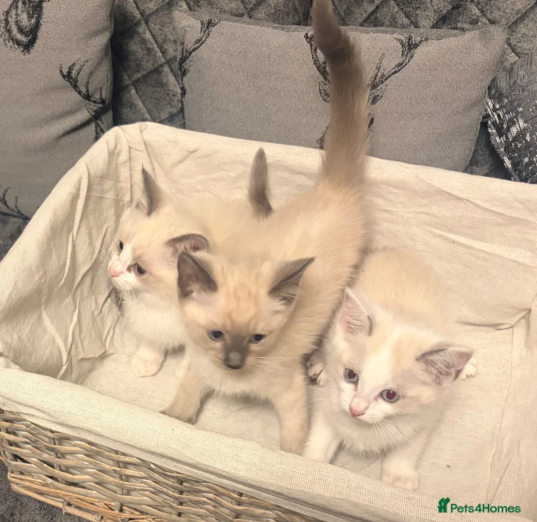 Ragdoll cats for sale: RAGDOLL X SNOWSHOE BABIES - Advert 2