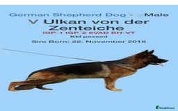 German Shepherd dogs for stud: KC Registered German Shepherd Stud in Stafford - Image 22