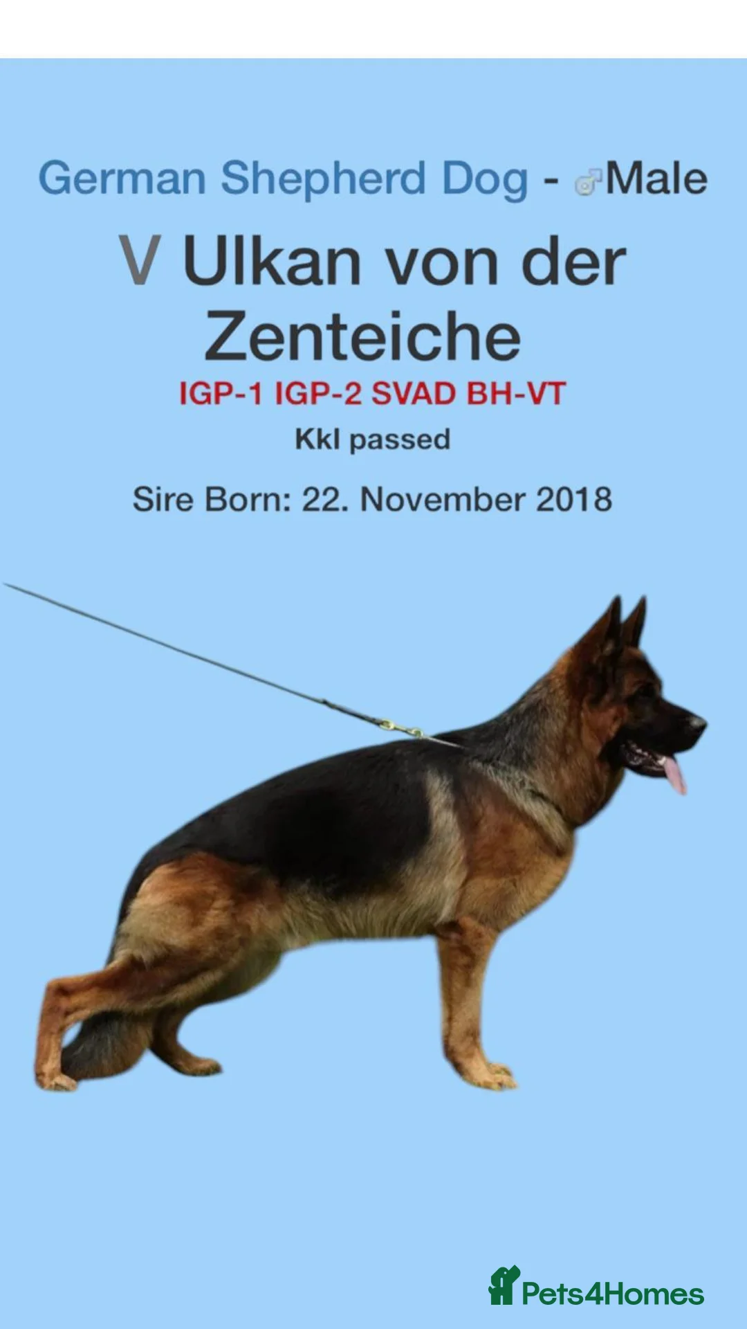 German Shepherd dogs for stud: KC Registered German Shepherd Stud in Stafford - Advert 22