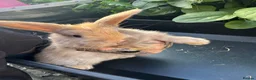 Harlequin rabbits for sale: Gorgeous harlequin mini lops - Advert 23