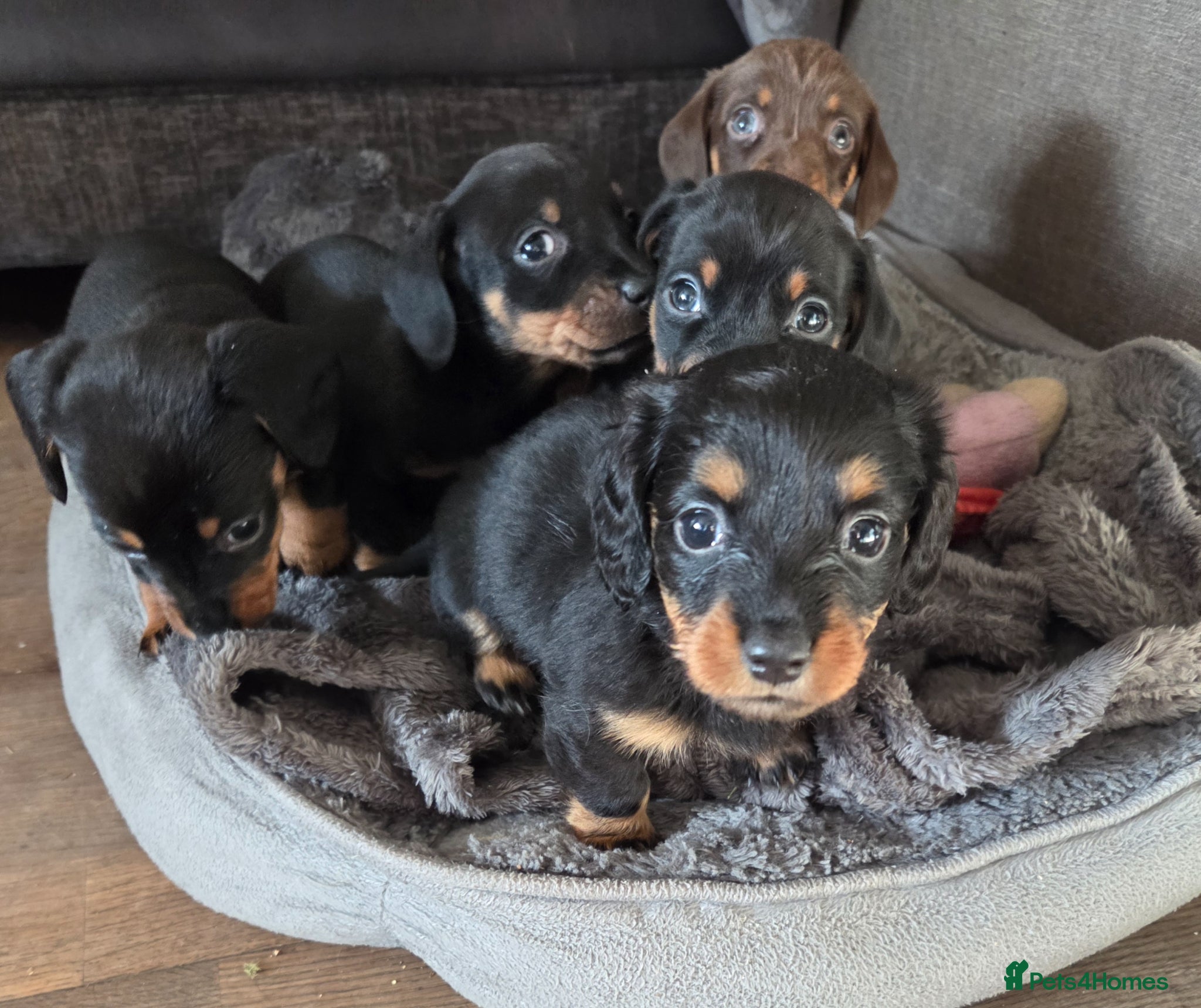 Miniature Dachshund dogs Miniature Dachshunds - Advert 2
