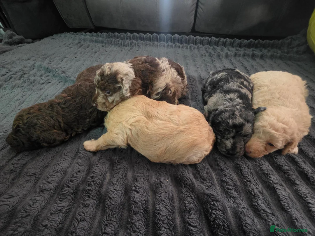 Labradoodle dogs for sale: Miuature labradoodle puppies - Advert 13