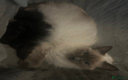 Ragdoll cats for sale: Ragdoll kittens  - Image 1