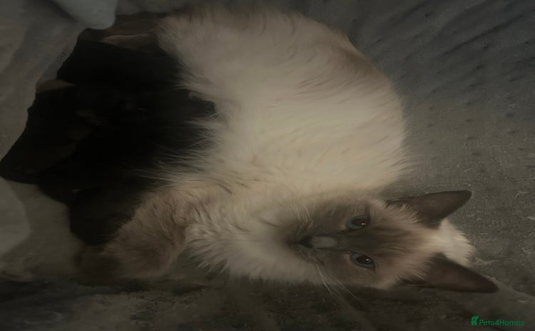 Ragdoll cats - Advert 15