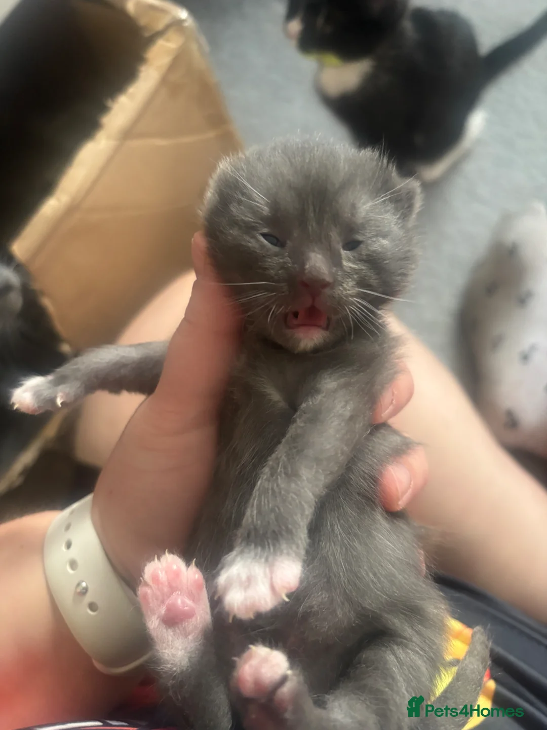 Mixed Breed cats for sale: Little blue boy  - Advert 2